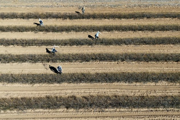 HASAT MAYIS AYINDA BAŞLAYACAK