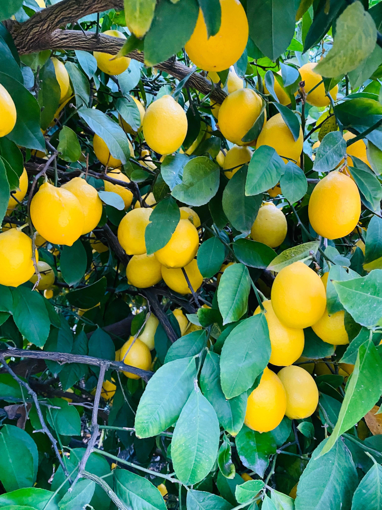 Mehmet Akın Doğan'dan limon ithalatı açıklaması Depoda ürünü olan üretici zorlanabilir 2