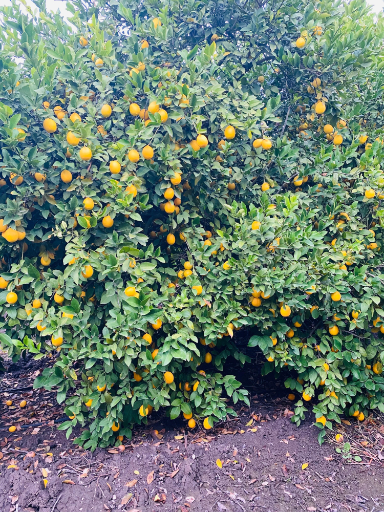 Mehmet Akın Doğan'dan limon ithalatı açıklaması Depoda ürünü olan üretici zorlanabilir 3