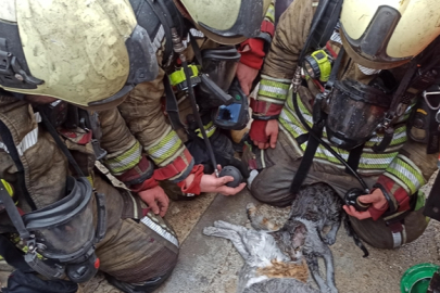 Ankara'da yangından etkilenen kediler kalp masajı ve oksijenle hayata döndürüldü