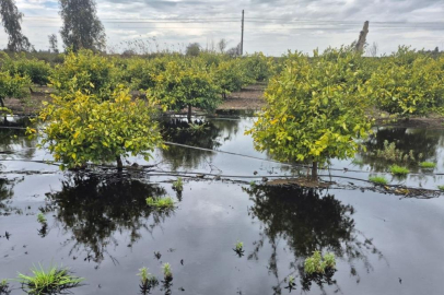 Hatay’da akaryakıt yüklü tanker portakal bahçesine devrildi