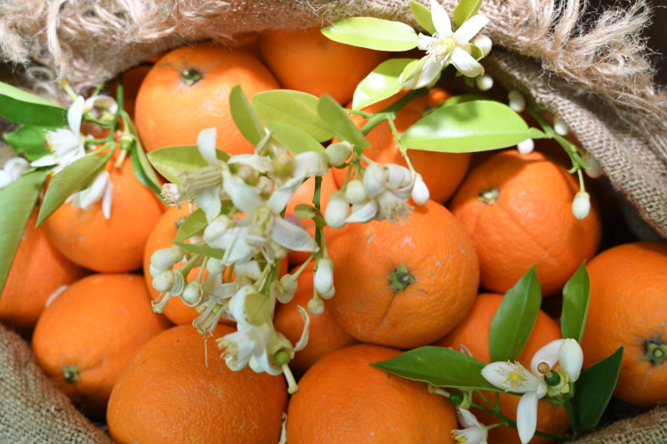 Portakallı Lezzetler Yarışması