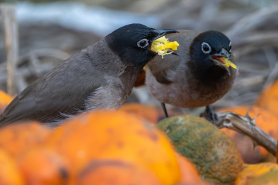 Adana’da narenciye bahçelerinde Arap bülbülleri beslenirken görüntülendi