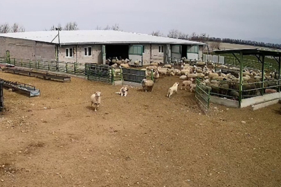 Başıboş köpek koyunları kovaladı, çoban köpeği sadece izledi