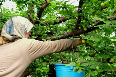 Mersin'de örtü altında yetiştirilen erikte hasat mesaisi sürüyor