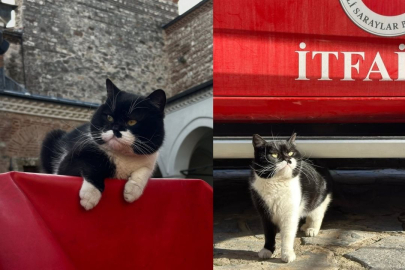 Topkapı Sarayı’nın kedisi “Şerbet” sosyal medyada fenomen oldu!