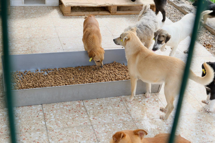 Can: Hayvanların bakımı ve sağlığı düzenli olarak kontrol ediliyor