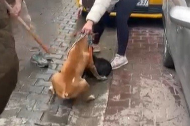 Çorlu’da pitbull saldırısı kamerada: Yaralı köpek barınağa alındı