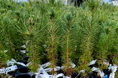 Hassa’da yanan ormanlık alanlar yeniden ağaçlandırılıyor