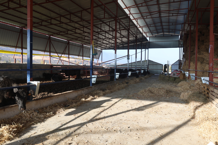 Ziraat mühendisliğini bırakarak devlet desteğiyle kurduğu çiftlikte angus yetiştiriciliğine başladı 2