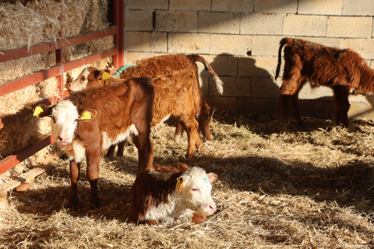 Ziraat mühendisliğini bırakarak devlet desteğiyle kurduğu çiftlikte angus yetiştiriciliğine başladı 3