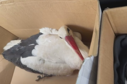 Hatay'da göç yolundaki leyleklere av tüfeğiyle ateş ettiler