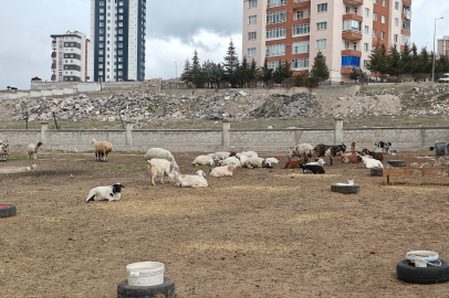 Kayseri’de ahıra giren hayvanlar 6 keçiyi telef etti