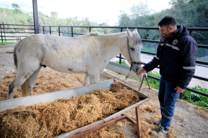 Adana Merkez Park'ta eziyet edilen at koruma altında