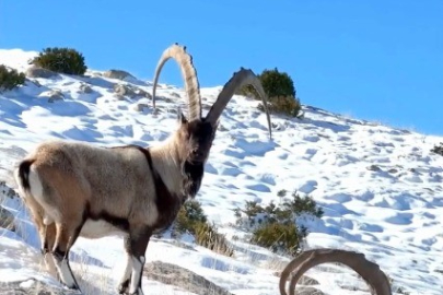 Kahramanmaraş'ta yaban keçileri görüntülendi