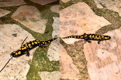 Sağanakların ardından benekli semender sürprizi