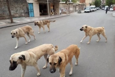 Sahipli hayvanını terk edene 108 bin TL ceza
