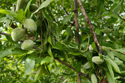 Silifke’de çağla hasadı erken başladı