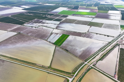 Adana'da sağanak yağış tarım arazilerini vurdu: Ekili alanlar sular altında kaldı