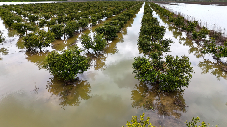 Adana'da sağanak yağış tarım arazilerini vurdu Ekili alanlar sular altında kaldı 3