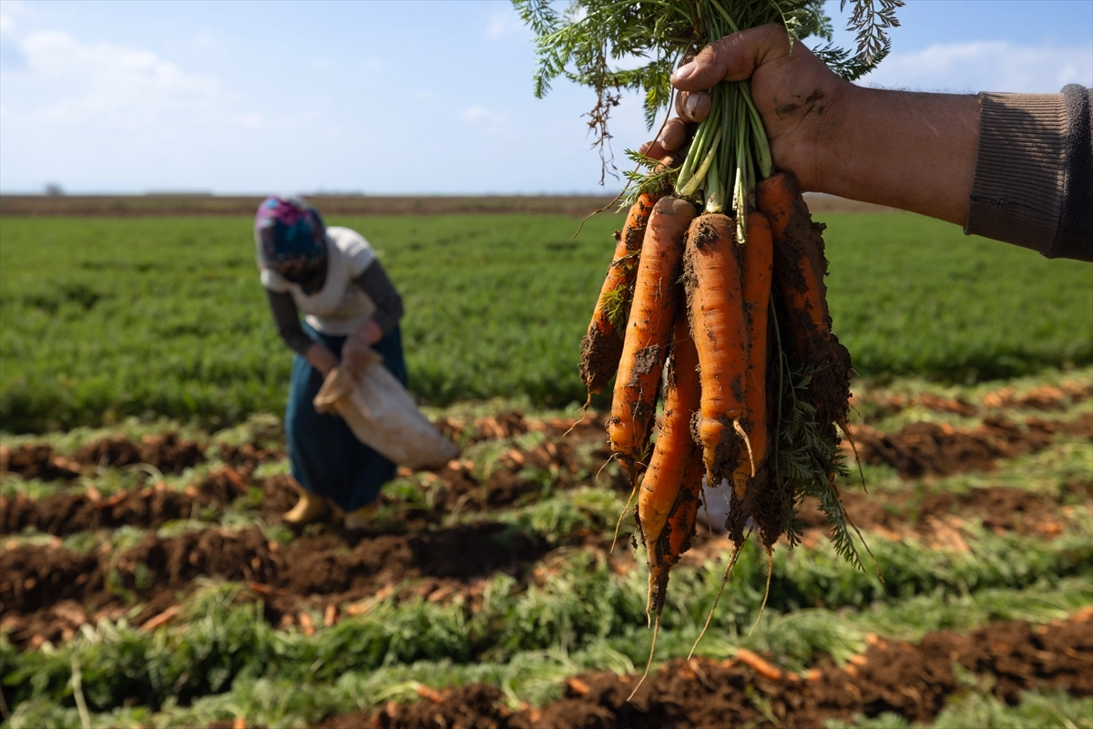 Hatay Kırıkhan'da havuç hasadı verim artışıyla başladı