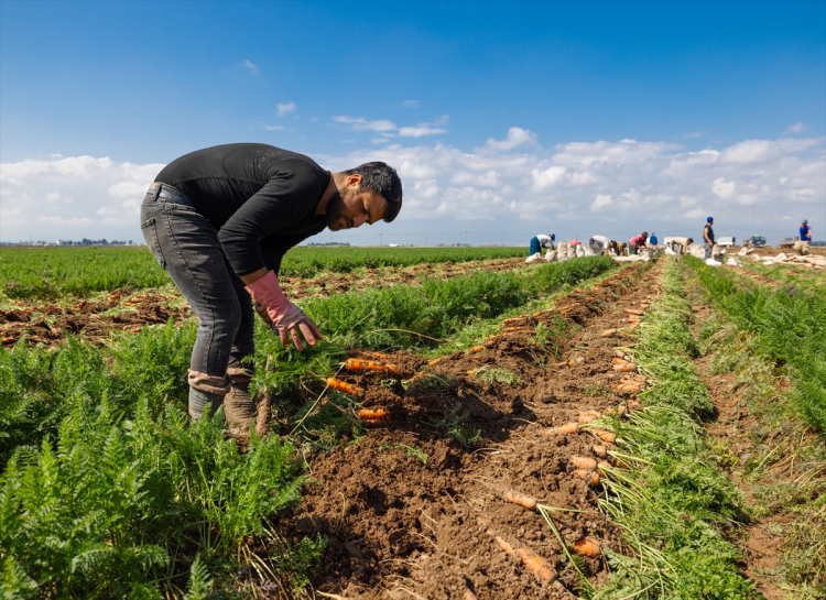 HASAT SÜRECİNDE YOĞUN EMEK