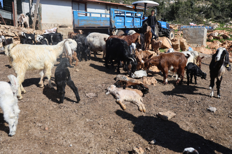 Hatay Yayladağı'nda zehirli su faciası: 43 küçükbaş hayvan telef oldu 2