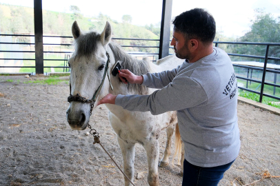 Şiddete uğrayan atın adı “Vicdan” oldu