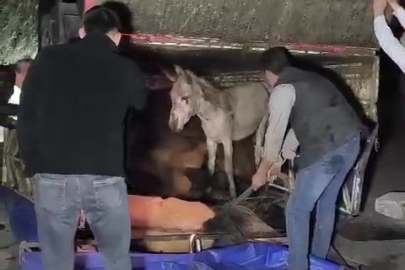 Adana’da eşek yüklü kamyonet devrildi