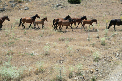 Isparta'da yılkı atları dronla görüntülendi
