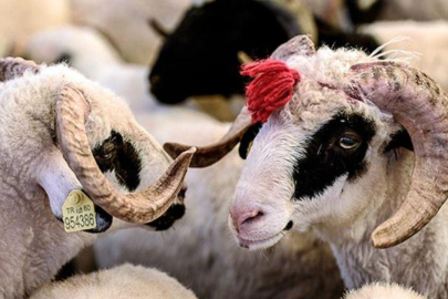 Kurban Bayramı 2026 ne zaman başlıyor? Kaç gün sürecek, 9 gün tatil olacak mı?