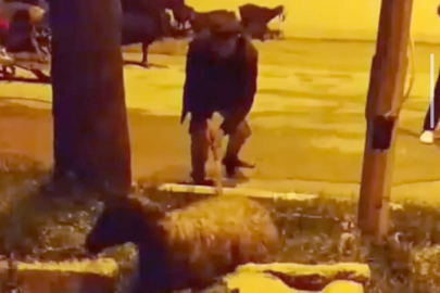 Sürüdeki hayvanlar, refüjde akıma kapıldı