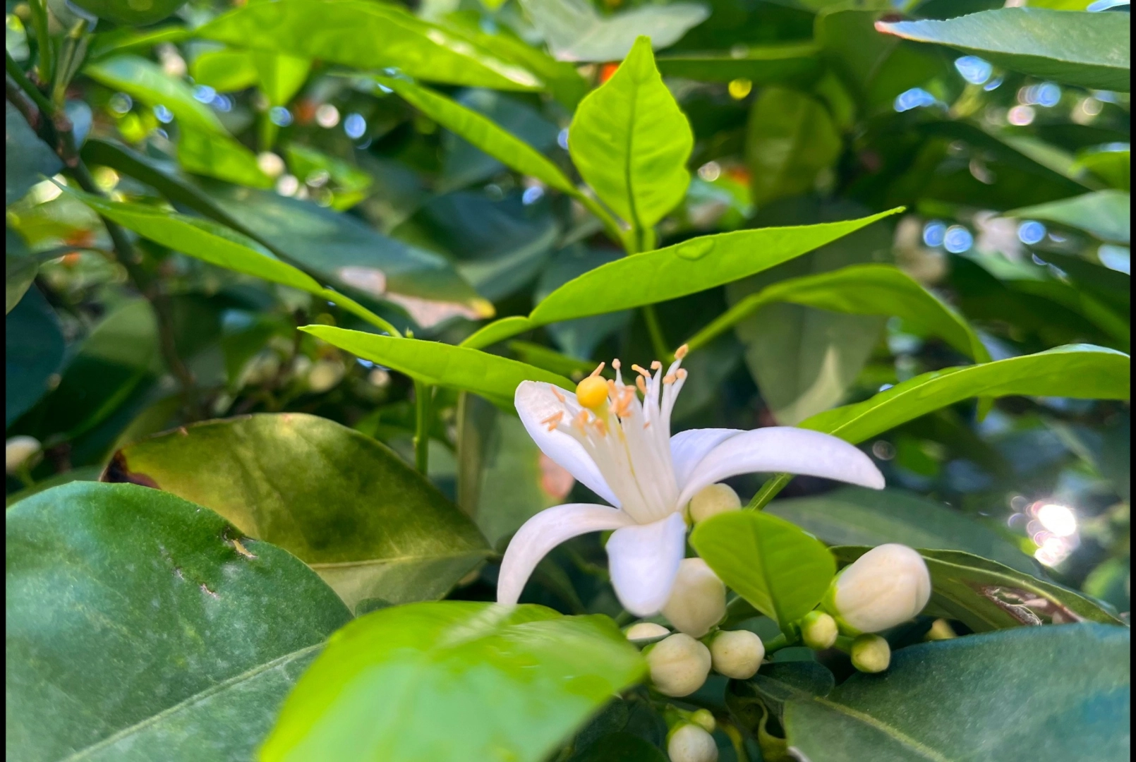 Adana sokaklarında narenciye çiçekleri baharın habercisi oldu