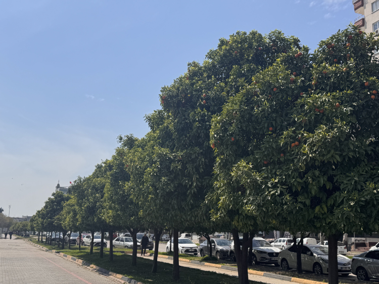 DOĞANIN UYANIŞI ŞEHRİN DÖRT BİR YANINDA HİSSEDİLİYOR