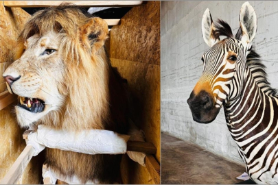 Tarım ve Orman Bakanlığı yaban hayvanı trofeleri bulunan 19 kargoya el koydu