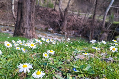 Adana'da açan çiçekler doğaya renk kattı