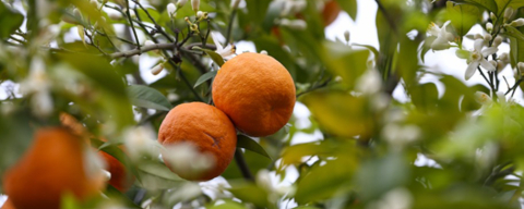 Adana’da herkes aynı şeyi konuşuyor: Şehri saran o koku!