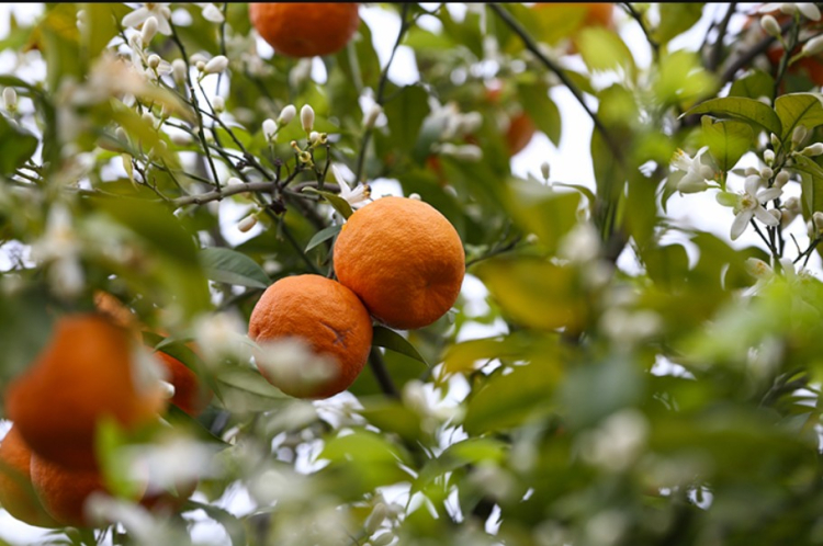 portakal çiçeği