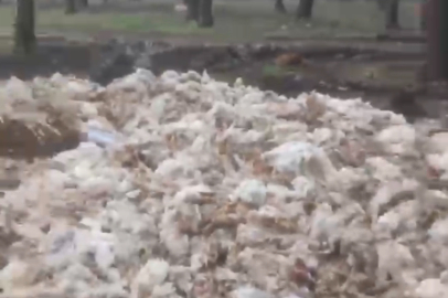 Tarsus'ta ölü tavuklar ormana atıldı