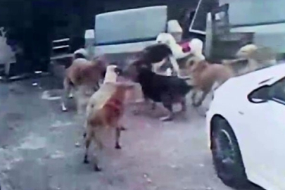 Adana’da köpek saldırısı dehşeti: Hamile ev kedisi parçalandı