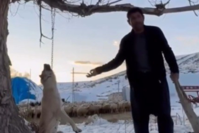 Köpeği zincirle ağaca asarak öldüren şahıs gözaltına alındı