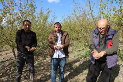 Adana İmamoğlu’nda dolu kayısı bahçelerini vurdu