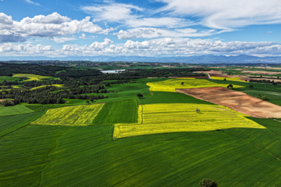 Adana'nın kanola tarlaları