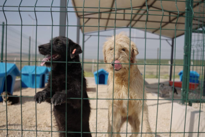 Ceyhan Belediyesi’nden patili dostlara doğal yaşam alanı