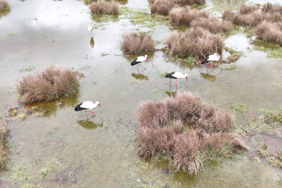 Isparta'da "baharın habercisi" leylekler sulak alanda görüntülendi