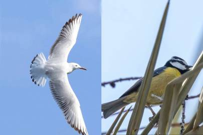 Sulak alanlar için sınırları aşan iş birliği