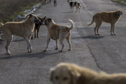 İstanbul Valiliğinden sahipsiz köpeklerin toplatılmasına ilişkin belediyelere yazı