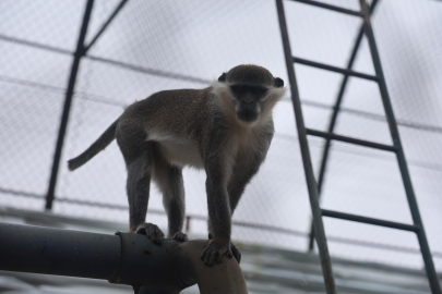 Çivril’de yakalanan maymun Konya’da koruma altına alındı