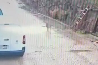 Feke'de yerleşim alanına inen kurt görüntülendi