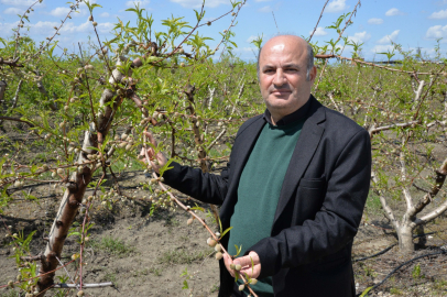 Cahit İncefikir; Sert çekirdekliler soğuk havayı sever